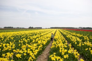 campos de tulipas na holanda