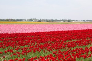 campos de tulipas na holanda
