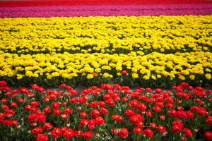 campos de tulipas na holanda