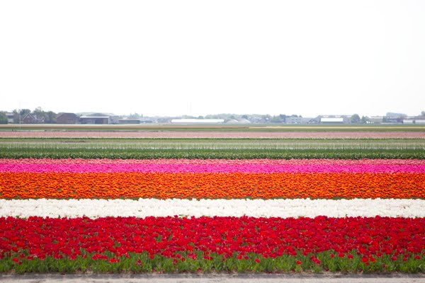 campos de tulipas da holanda