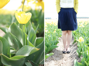 campos de tulipas na holanda