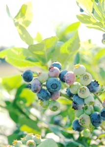 blueberry