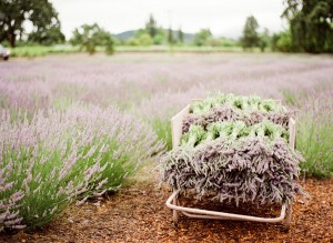 lavanda