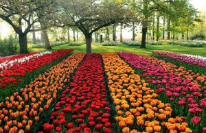 campos de tulipas na holanda