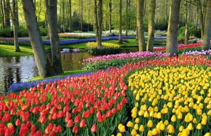 campos de tulipas na holanda