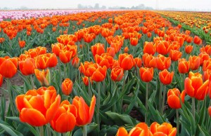 campos de tulipas na holanda