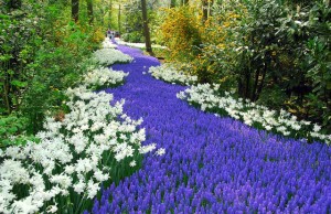 campos de tulipas na holanda