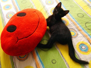 pretinha