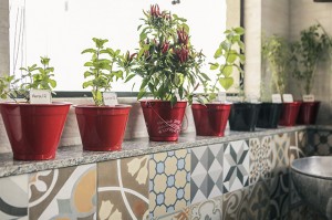plantas na decoração